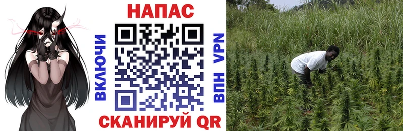 МАРИХУАНА гибрид Приволжск